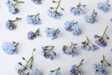 Beautiful forget-me-not flowers on white background, flat lay