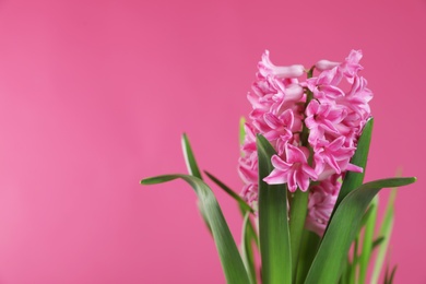 Photo of Beautiful hyacinth on color background, space for text. Spring flowers