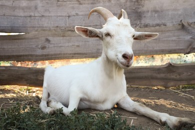 Photo of Cute domestic goat on farm. Animal husbandry