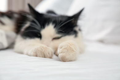 Photo of Cute cat relaxing in bedroom, focus on paws. Lovely pet