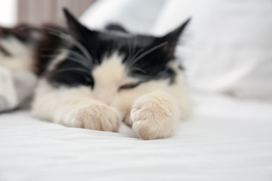 Cute cat relaxing in bedroom, focus on paws. Lovely pet