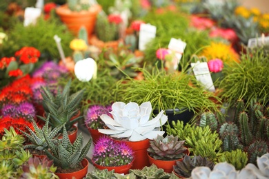 Photo of Pots with beautiful cacti and echeverias, closeup. Tropical flowers