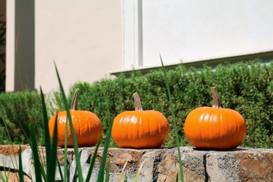 Ripe orange pumpkins on stone surface in garden