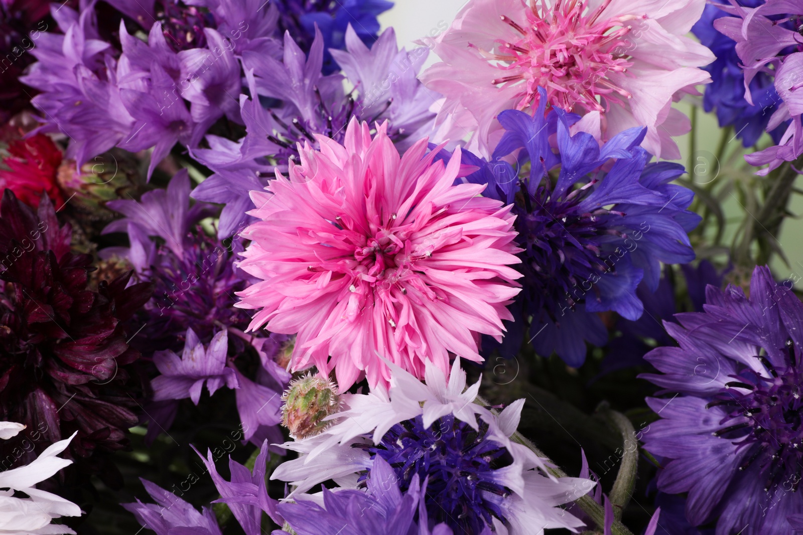 Photo of Beautiful colorful cornflowers as background, closeup view