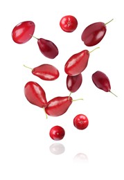 Many fresh dogwood berries falling on white background