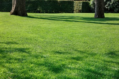 Photo of Beautiful view of green grass in garden on sunny day