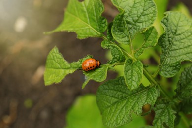 Photo of Larva of colorado beetle on potato plant outdoors, closeup