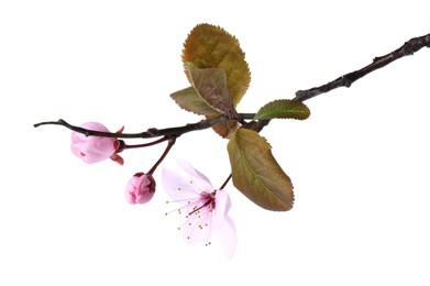 Tree branch with beautiful blossoms isolated on white. Spring season