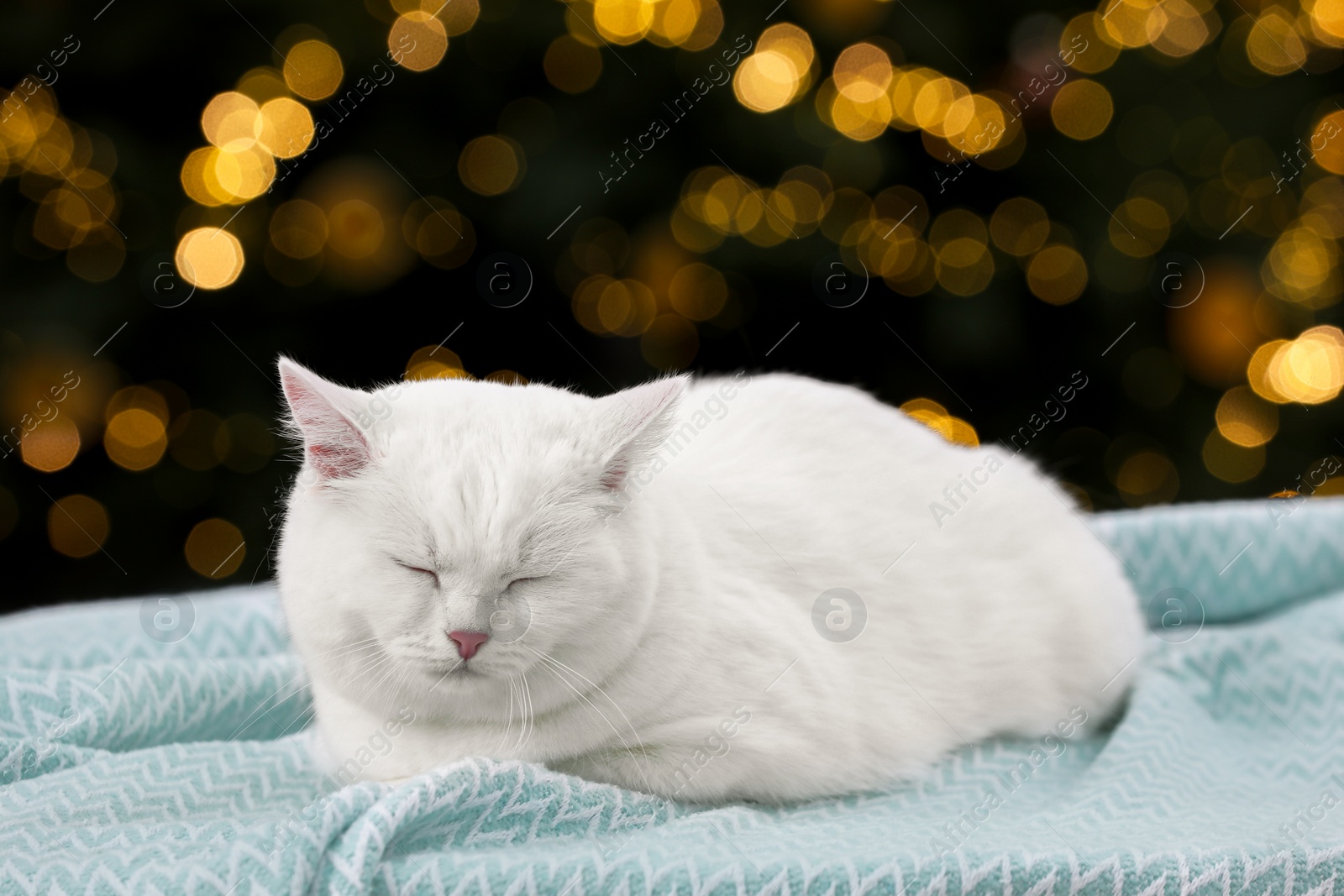 Photo of Christmas atmosphere. Cute cat lying on light blue blanket against blurred lights