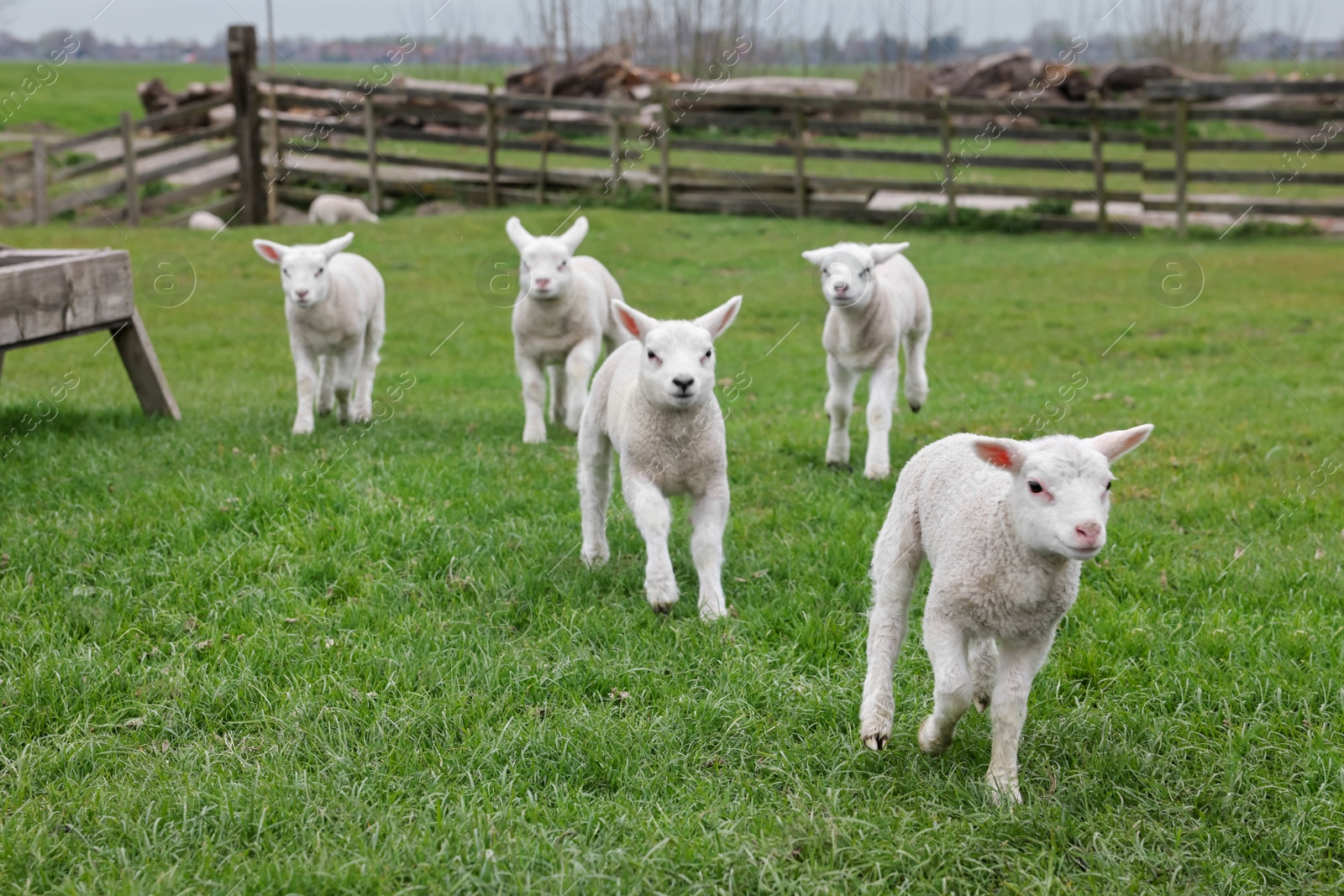 Photo of Cute lambs on green field. Farm animal