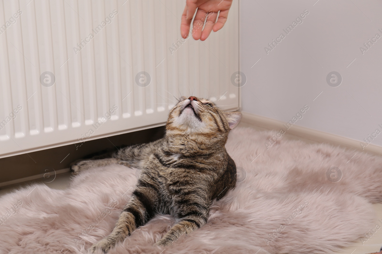 Photo of Cute tabby cat on faux fur rug near heating radiator indoors