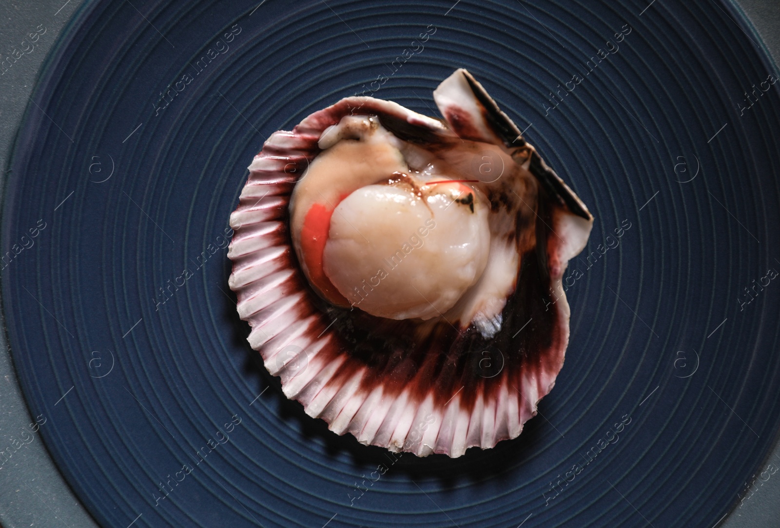Photo of Shell with fresh scallop on plate, top view