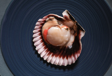 Photo of Shell with fresh scallop on plate, top view