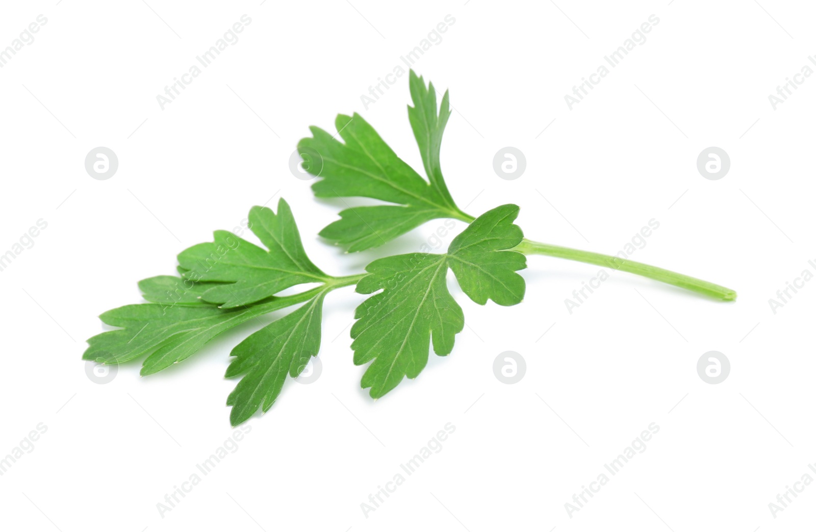 Photo of Leaves of fresh tasty parsley on white background