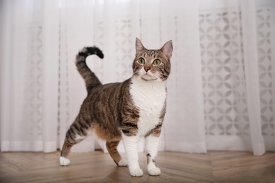 Photo of Cute adorable cat on floor at home