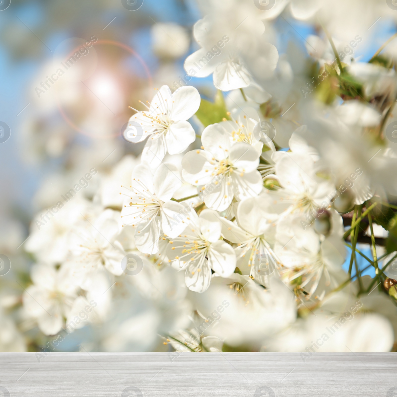 Image of Wooden table and beautiful cherry tree. Springtime