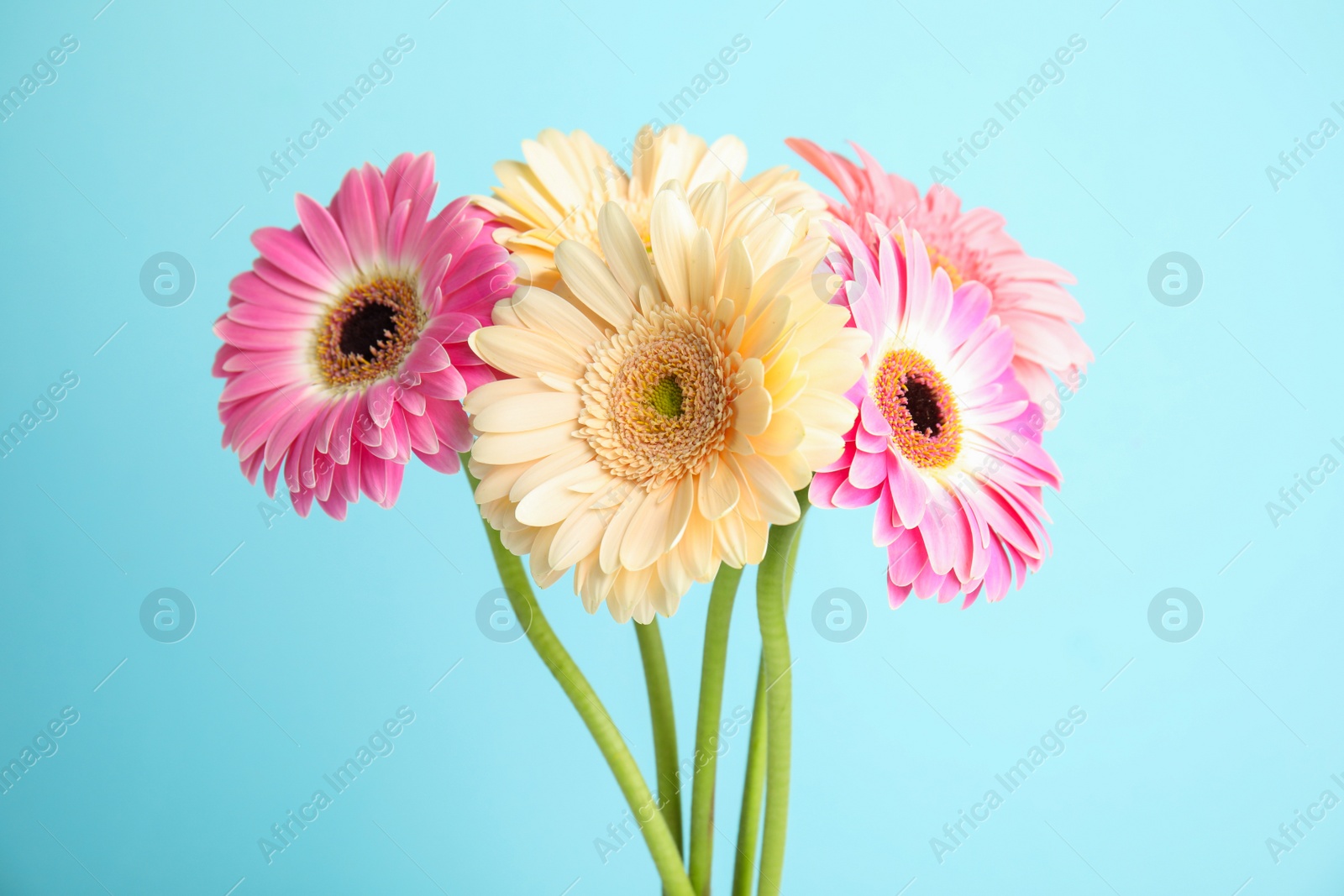 Photo of Bouquet of beautiful bright gerbera flowers on color background