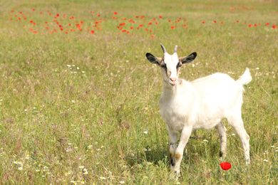 Photo of Cute goat in field, space for text. Animal husbandry