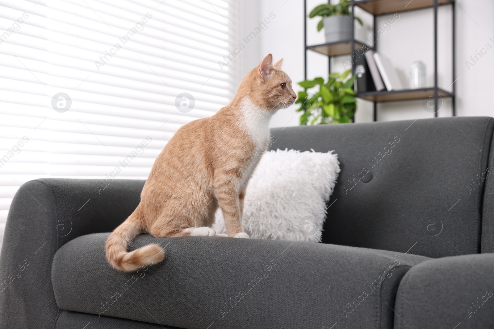 Photo of Cute ginger cat sitting on sofa at home