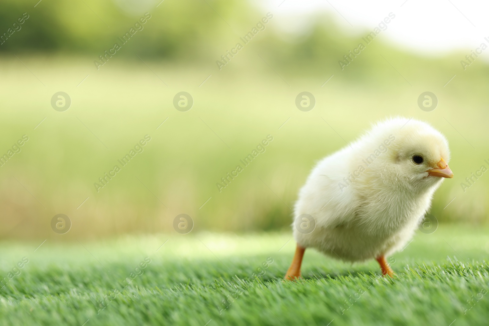 Photo of Cute chick on green artificial grass outdoors, closeup with space for text. Baby animal