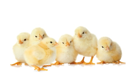 Image of Many cute fluffy chickens on white background
