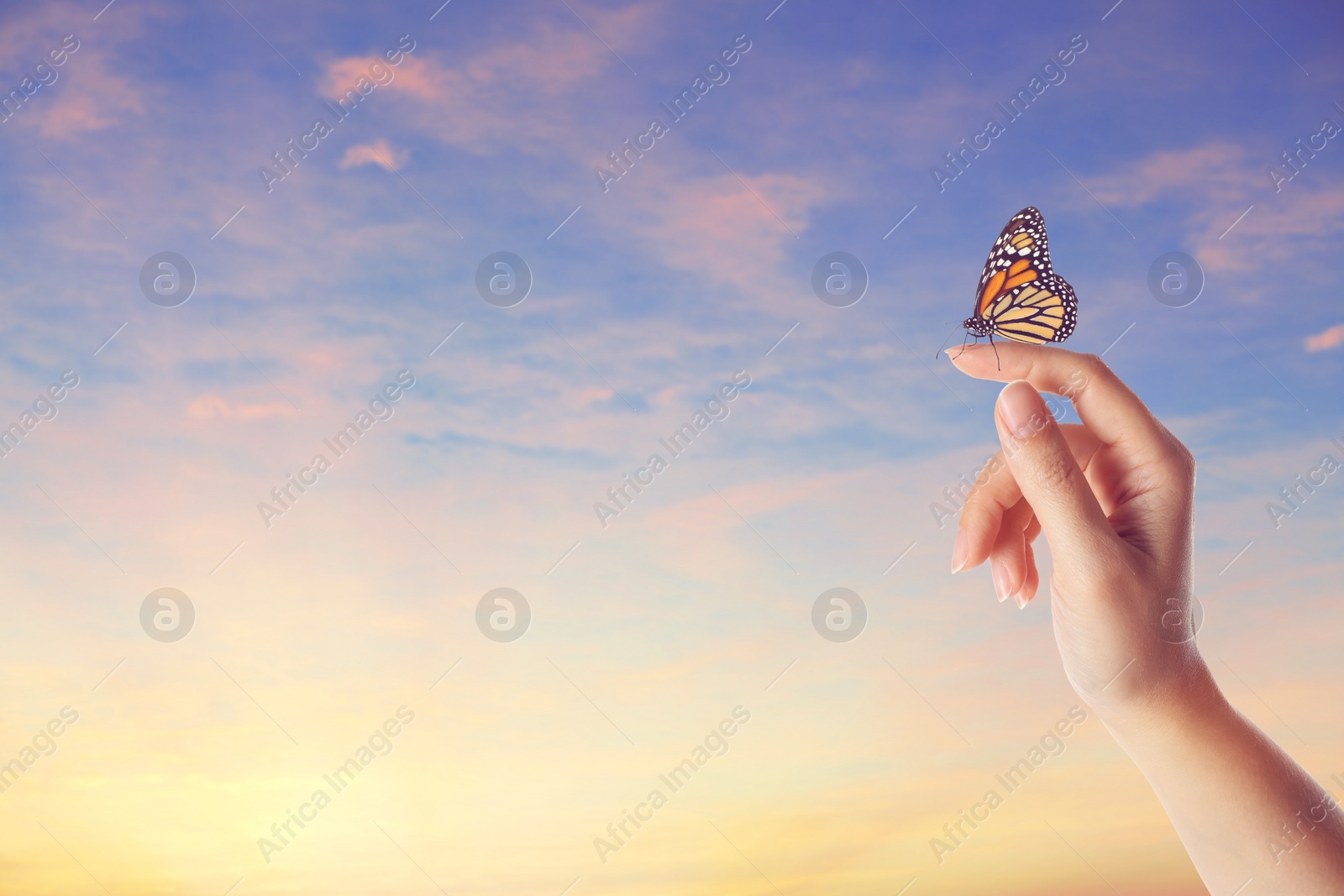 Image of Woman holding beautiful monarch butterfly against sunset sky, closeup