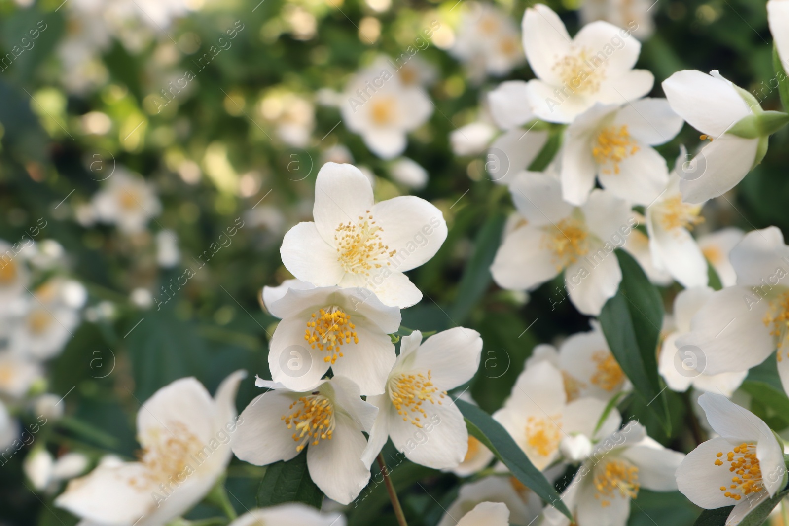 Photo of Closeup view of beautiful blooming white jasmine shrub outdoors