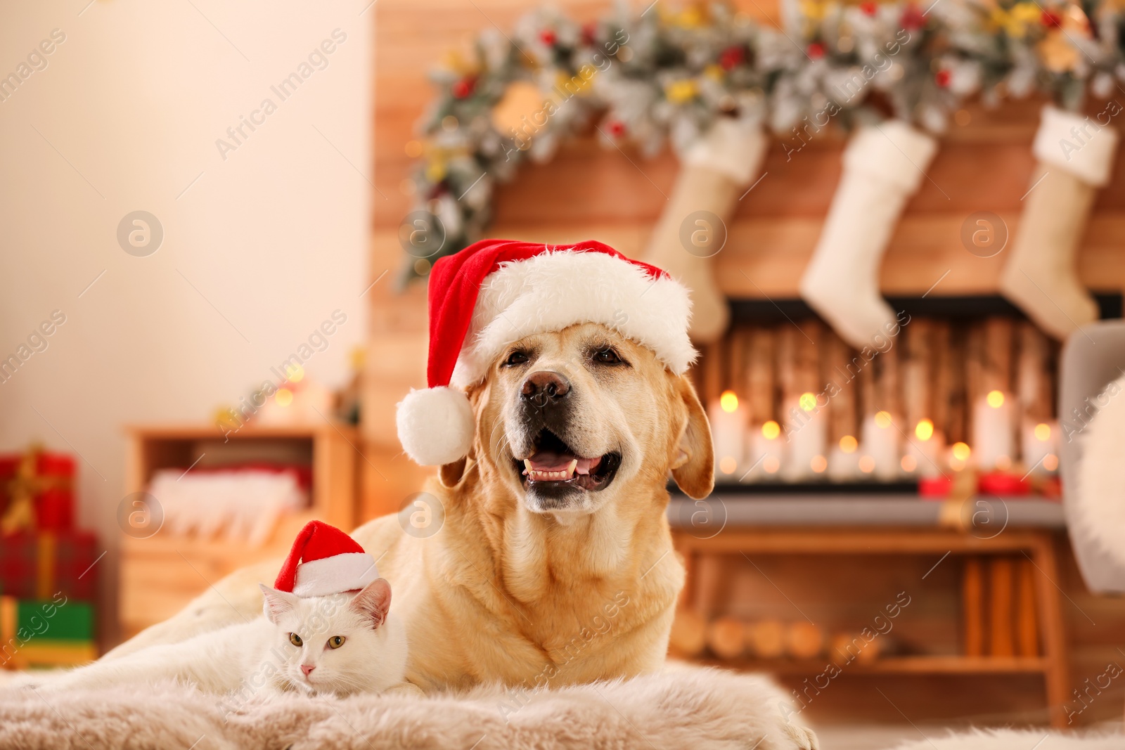 Photo of Adorable dog and cat wearing Santa hats together at room decorated for Christmas. Cute pets
