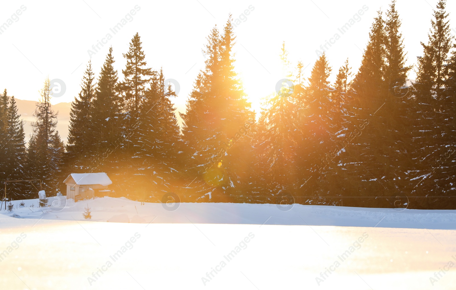 Photo of Beautiful mountain landscape with sunlit forest in winter