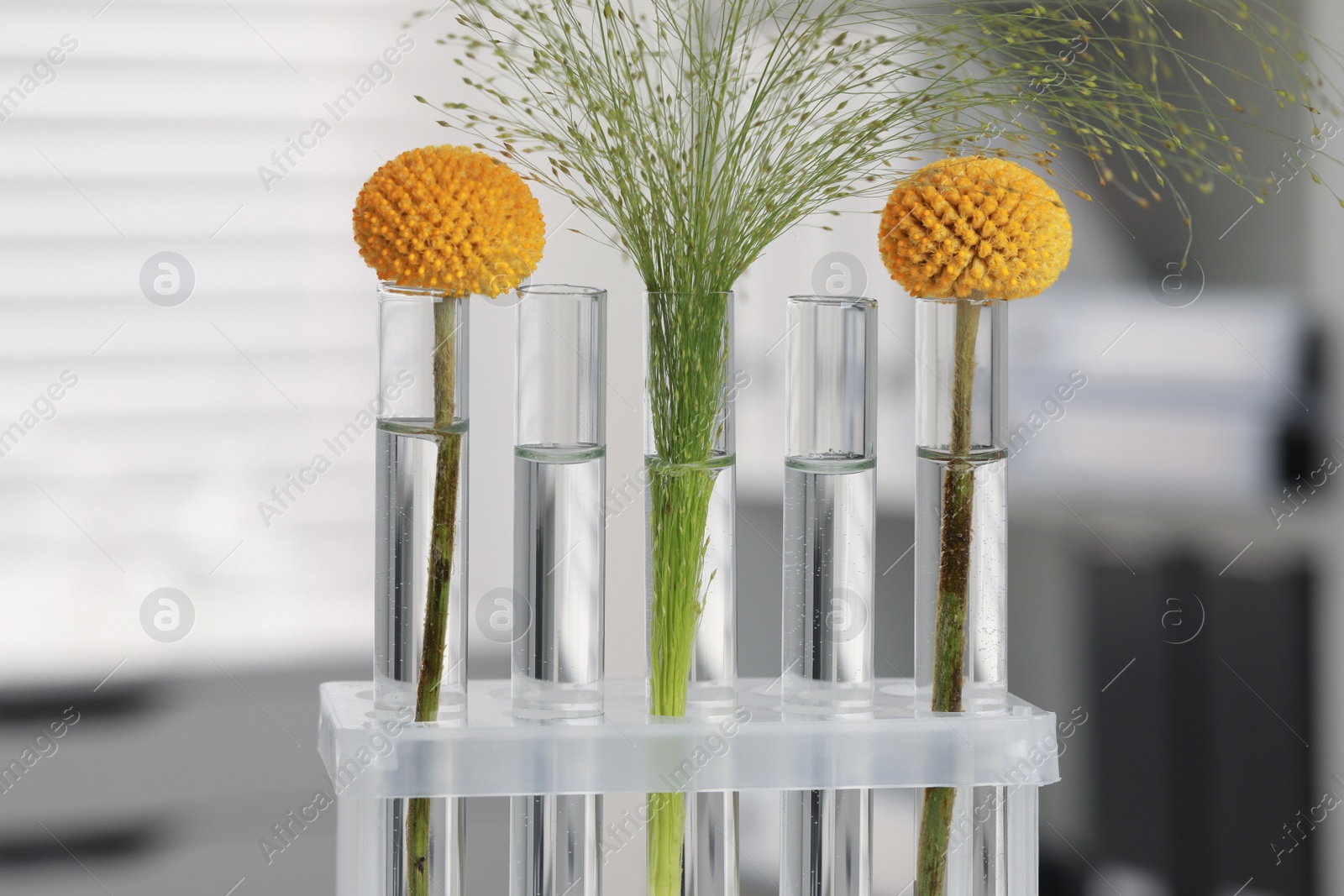 Photo of Test tubes with different plants in laboratory, closeup