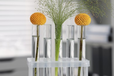 Test tubes with different plants in laboratory, closeup