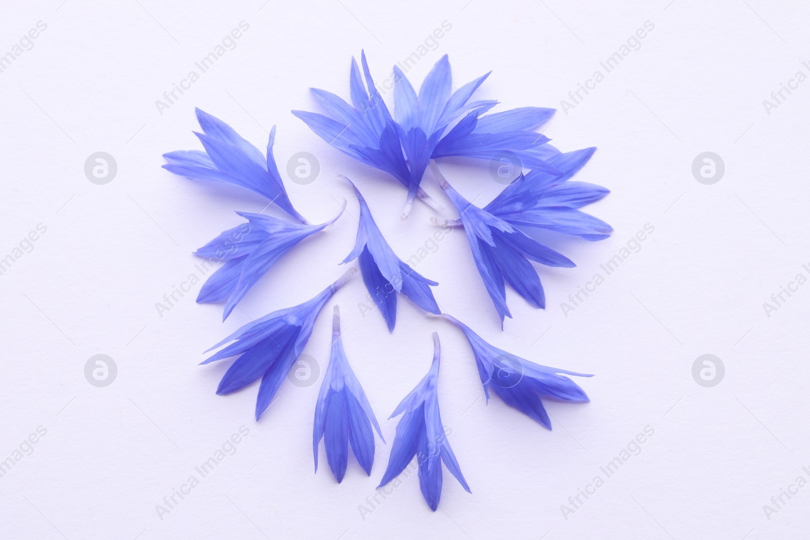 Photo of Beautiful light blue cornflower petals on white background, top view