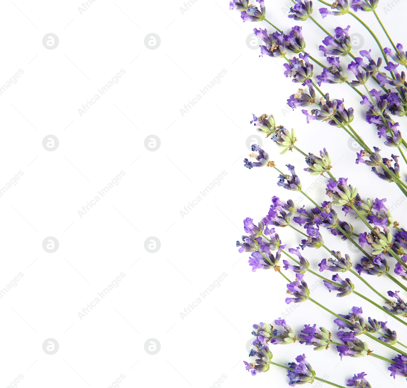 Photo of Beautiful tender lavender flowers on white background, top view