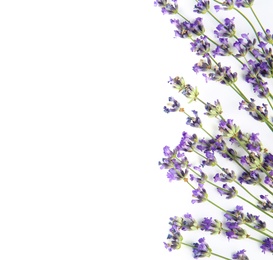 Photo of Beautiful tender lavender flowers on white background, top view