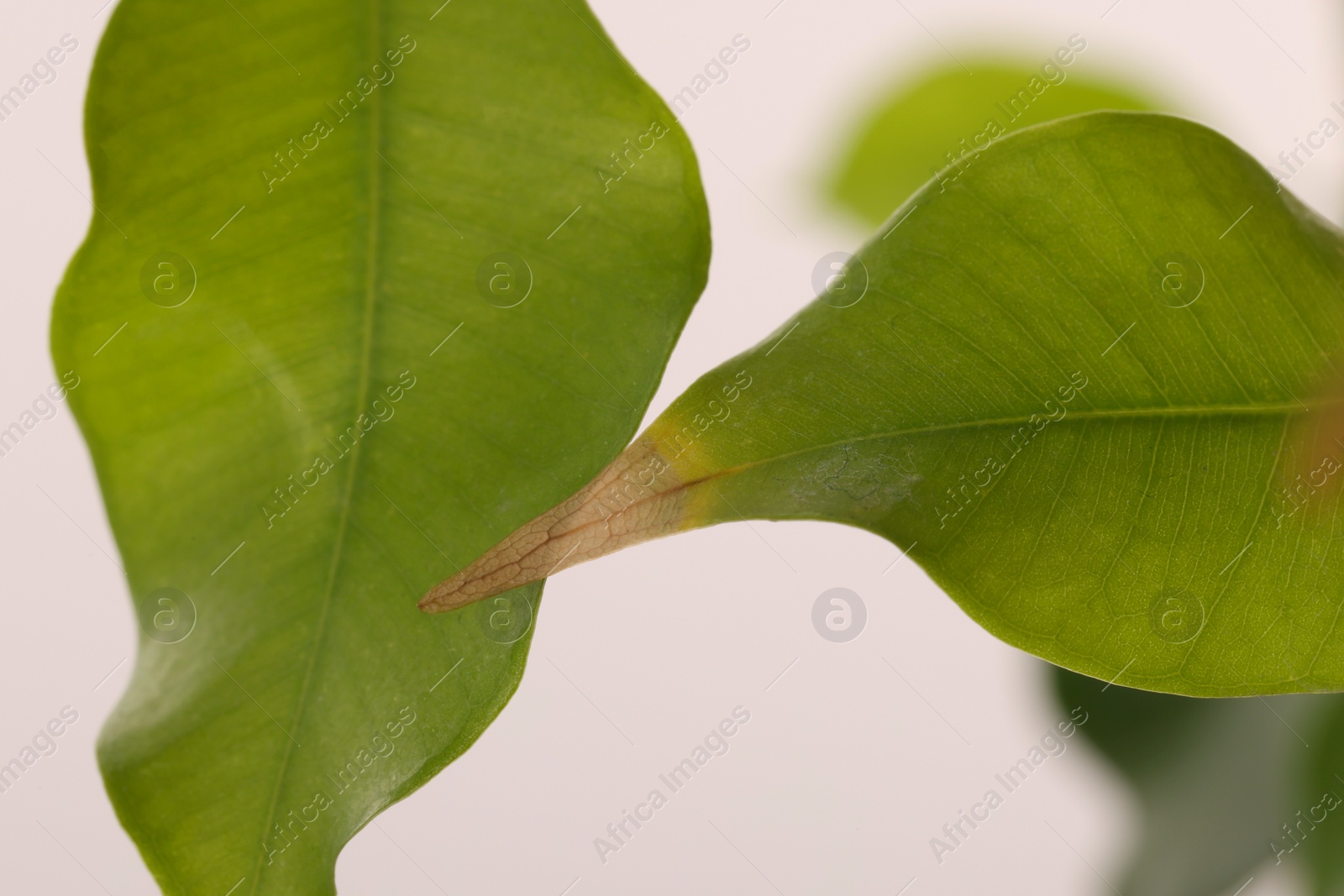 Photo of Houseplant with damaged leaf on white background, closeup