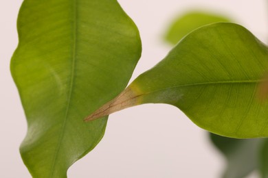 Houseplant with damaged leaf on white background, closeup