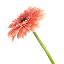 Photo of Beautiful pink gerbera flower isolated on white