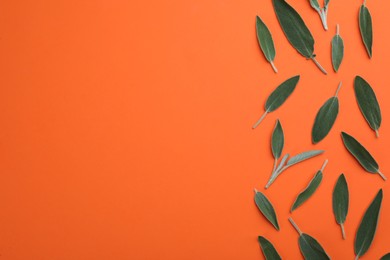 Photo of Fresh green sage leaves on orange background, flat lay. Space for text