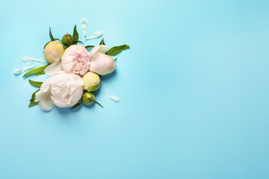 Photo of Beautiful blooming peony flowers on color background, top view