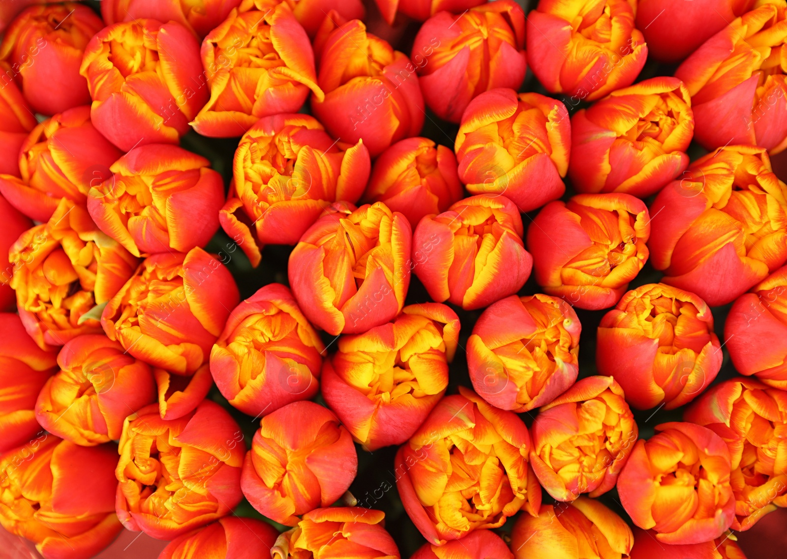 Photo of Fresh bright tulip flowers, top view. Floral decor