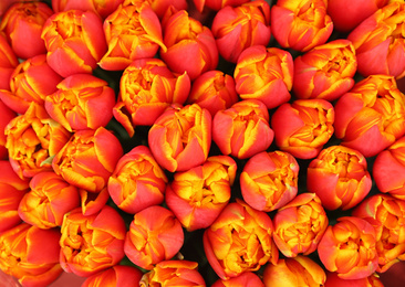 Photo of Fresh bright tulip flowers, top view. Floral decor