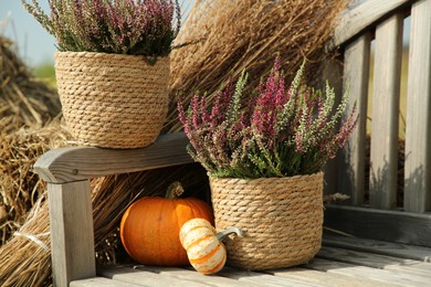 Beautiful heather flowers in pots and pumpkins on wooden bench outdoors