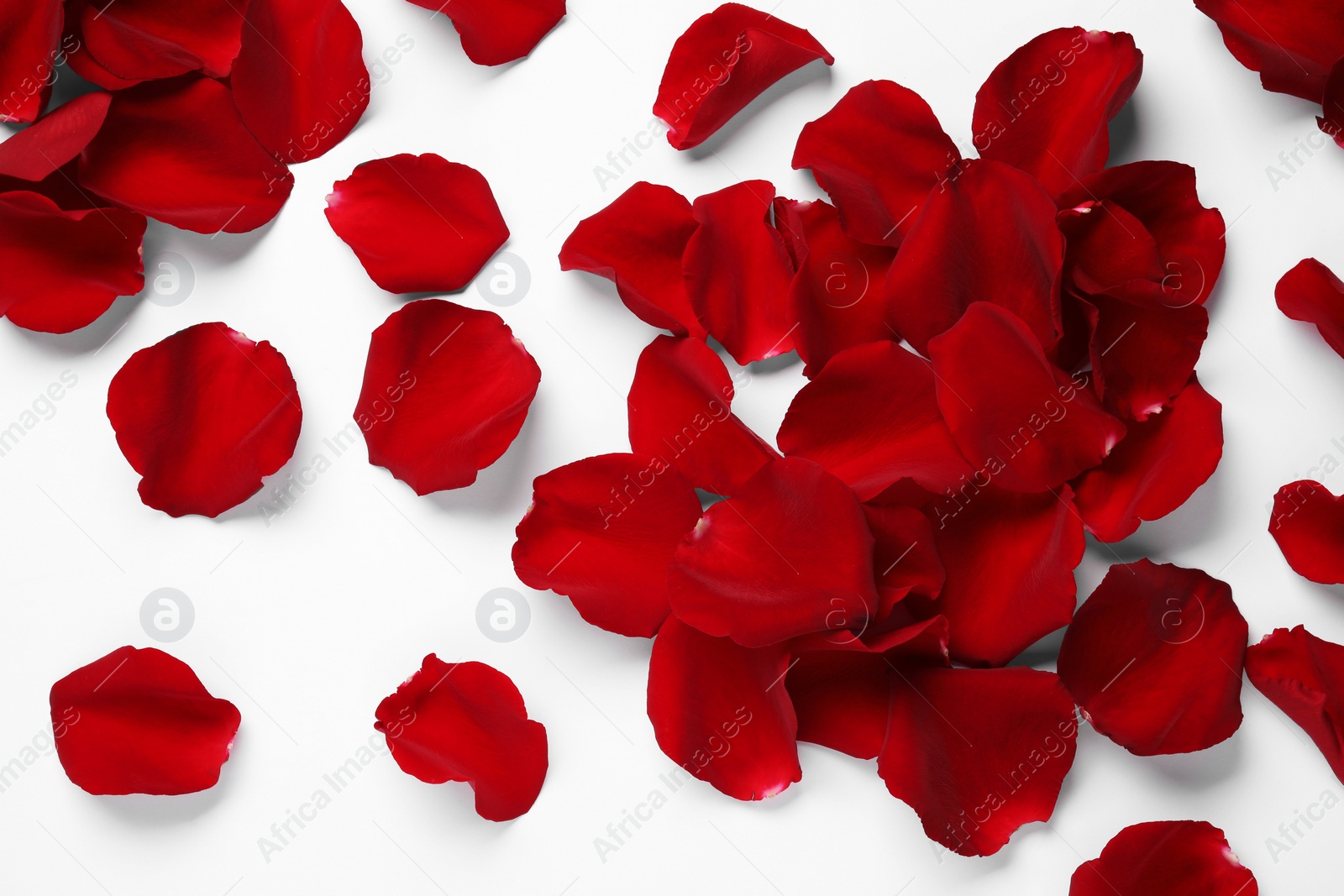 Photo of Beautiful red rose petals on white background, top view