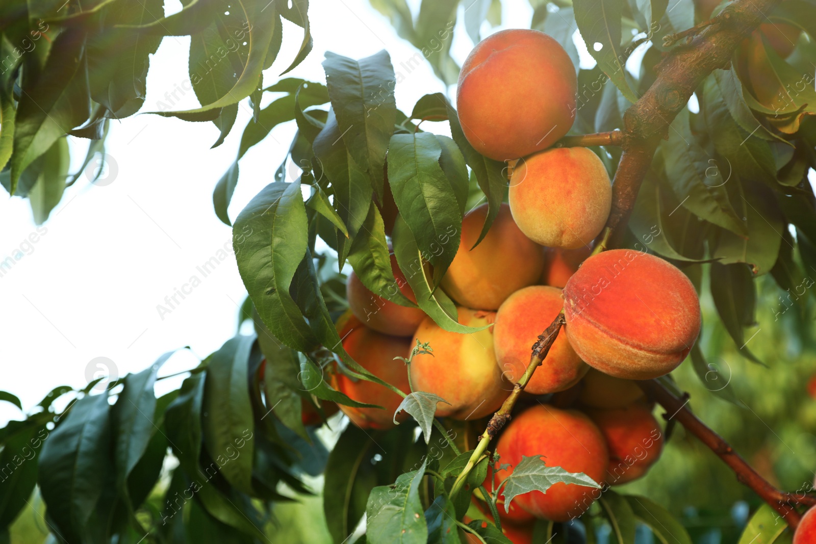 Photo of Fresh ripe peaches on tree in garden