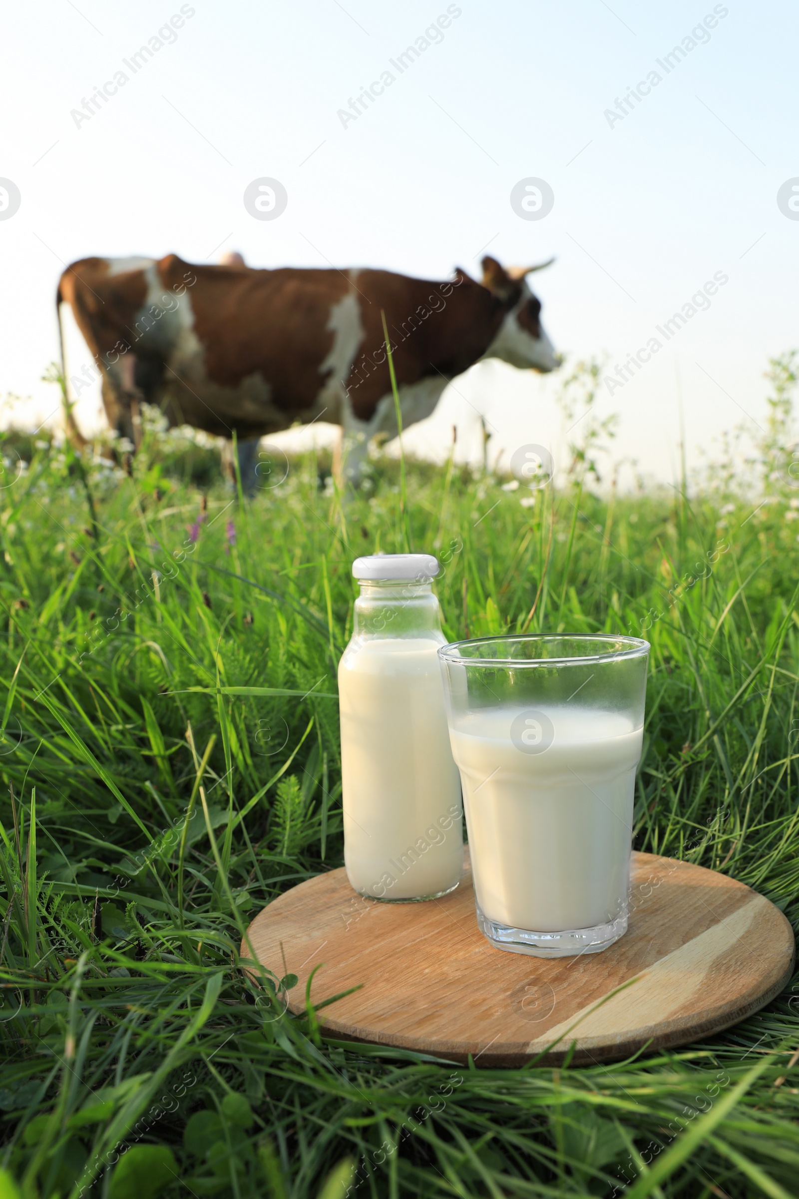 Photo of Glass and bottle of milk on wooden board with cow grazing in meadow