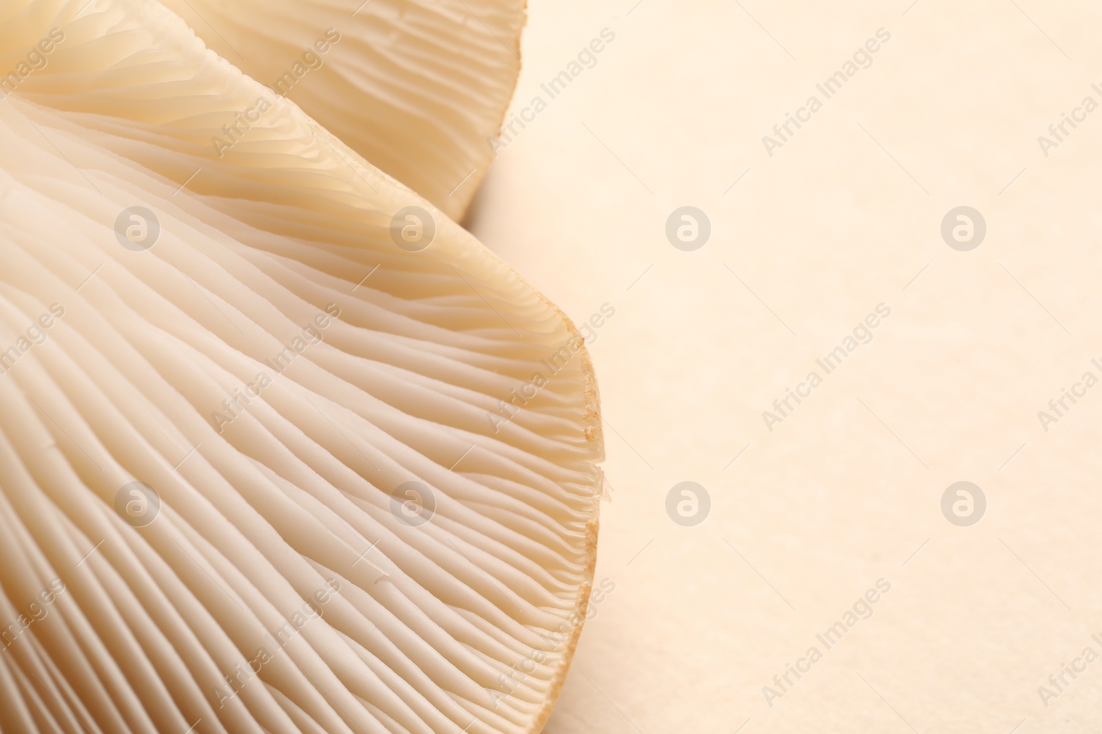 Photo of Fresh oyster mushrooms on beige background, macro view. Space for text