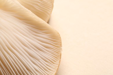 Photo of Fresh oyster mushrooms on beige background, macro view. Space for text