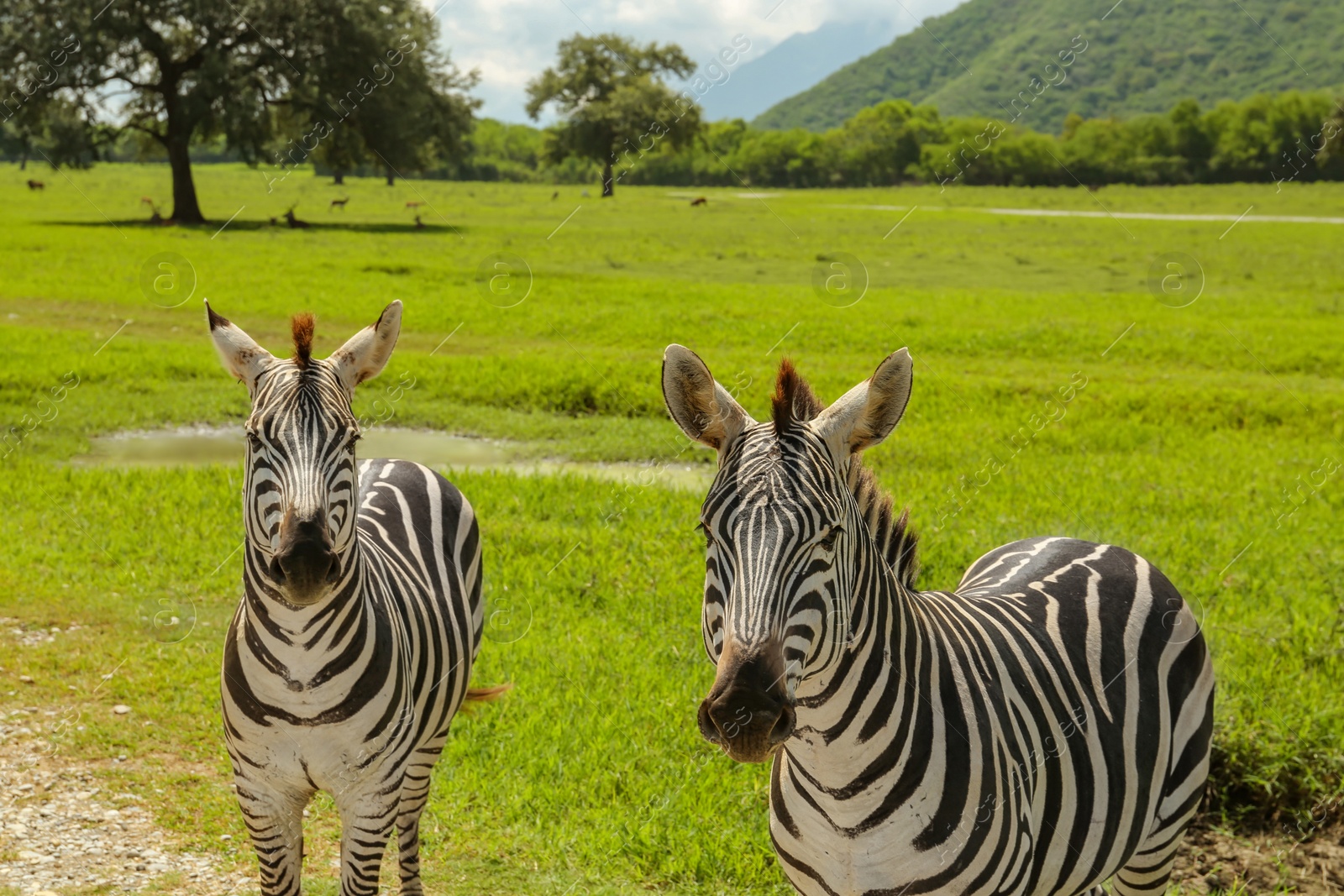 Photo of Beautiful striped African zebras in safari park