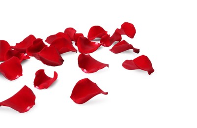 Photo of Beautiful red rose petals on white background