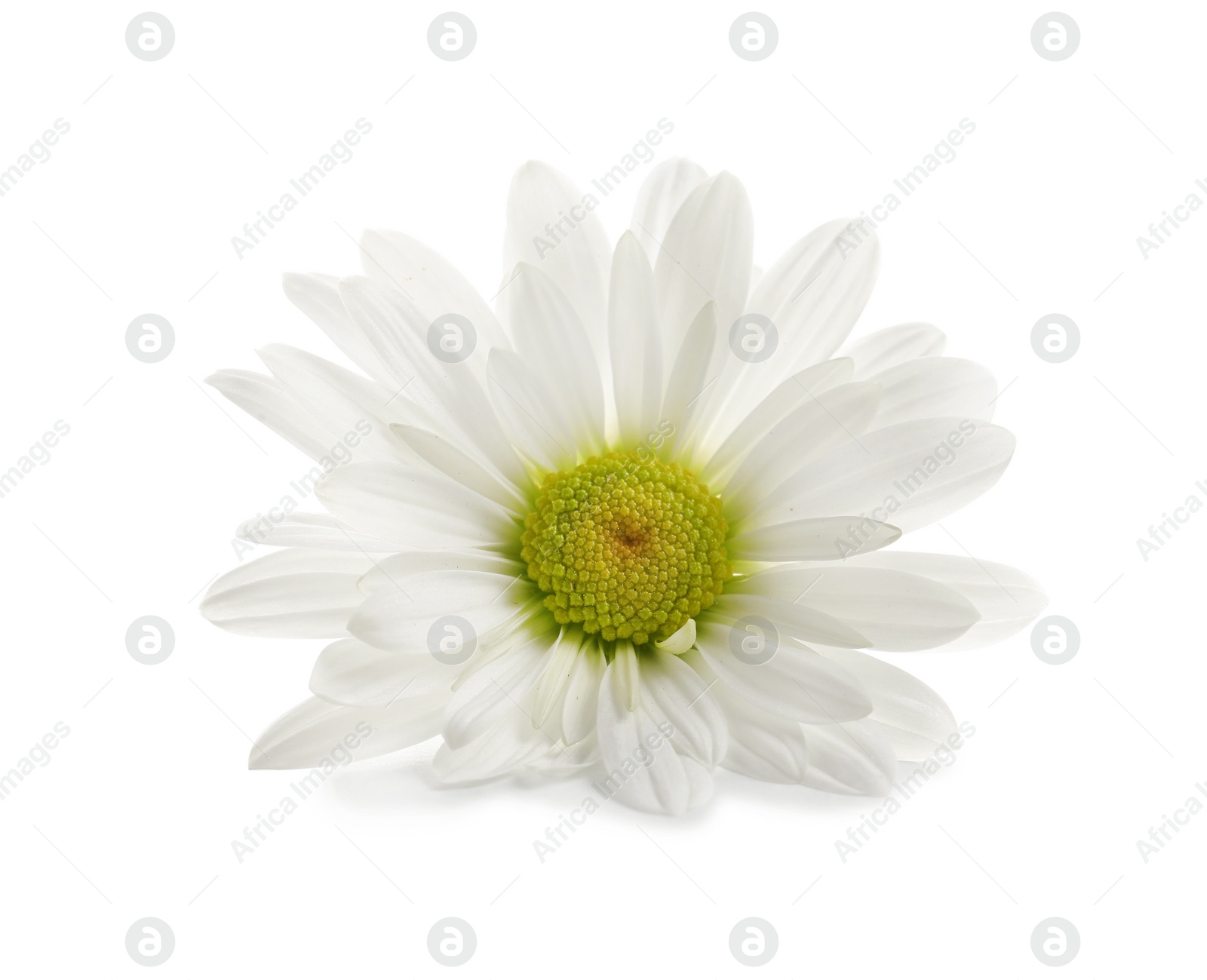 Photo of Beautiful and delicate chamomile flower on white background